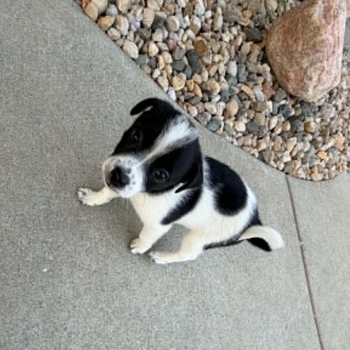 Garrett, an adopted mixed breed in Indianapolis, IN image 3/3
