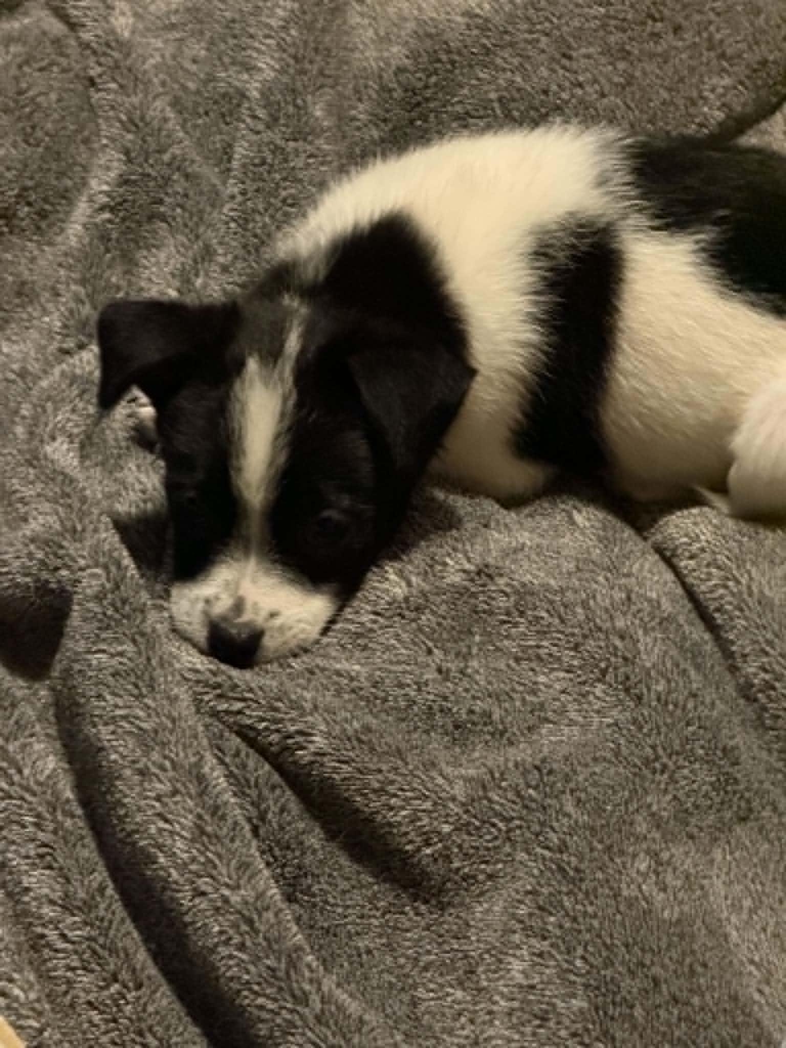 Garrett, an adopted mixed breed in Indianapolis, IN image 2/3