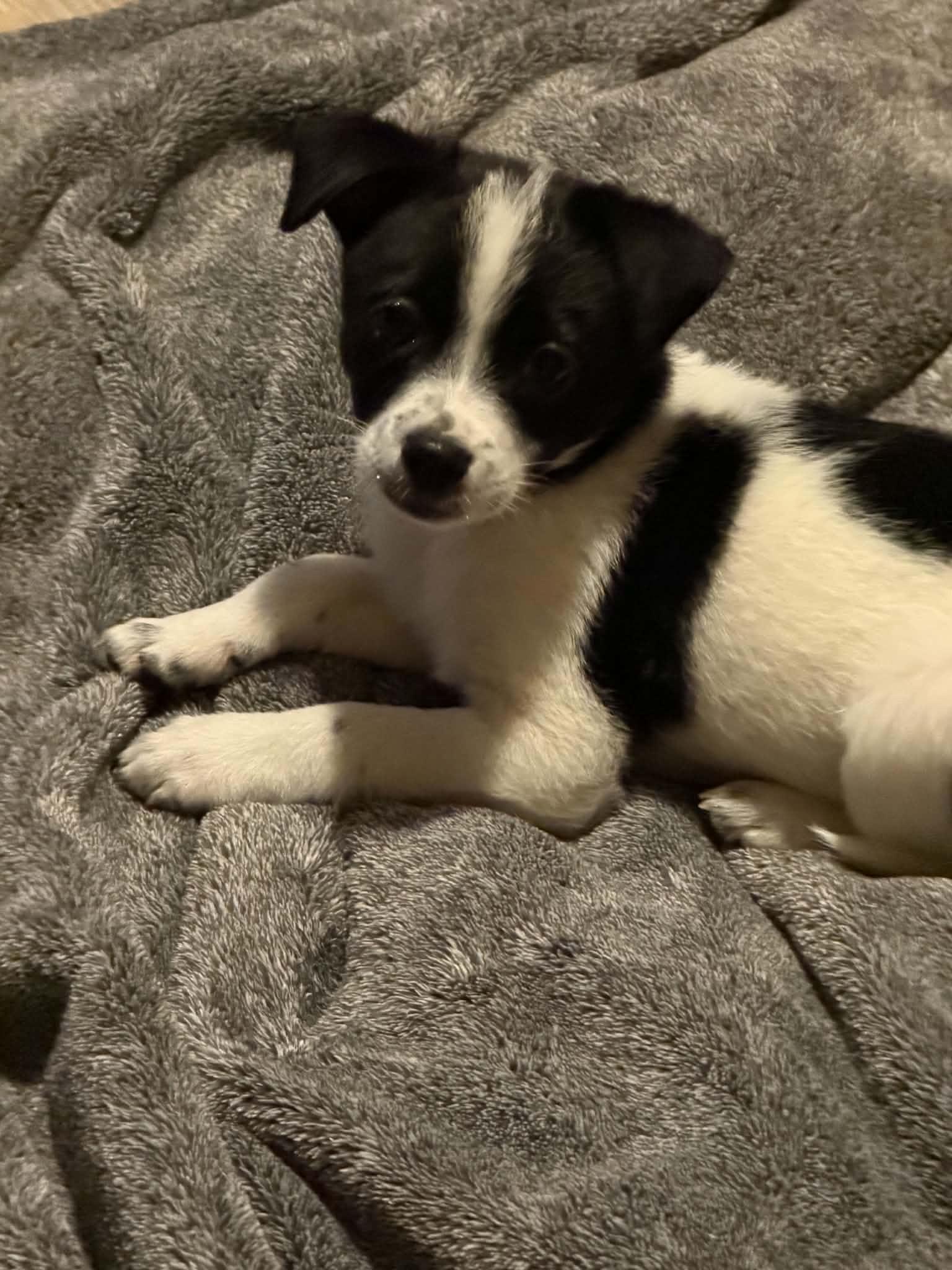 Garrett, adopted, Puppy Male Rat Terrier & Chihuahua.