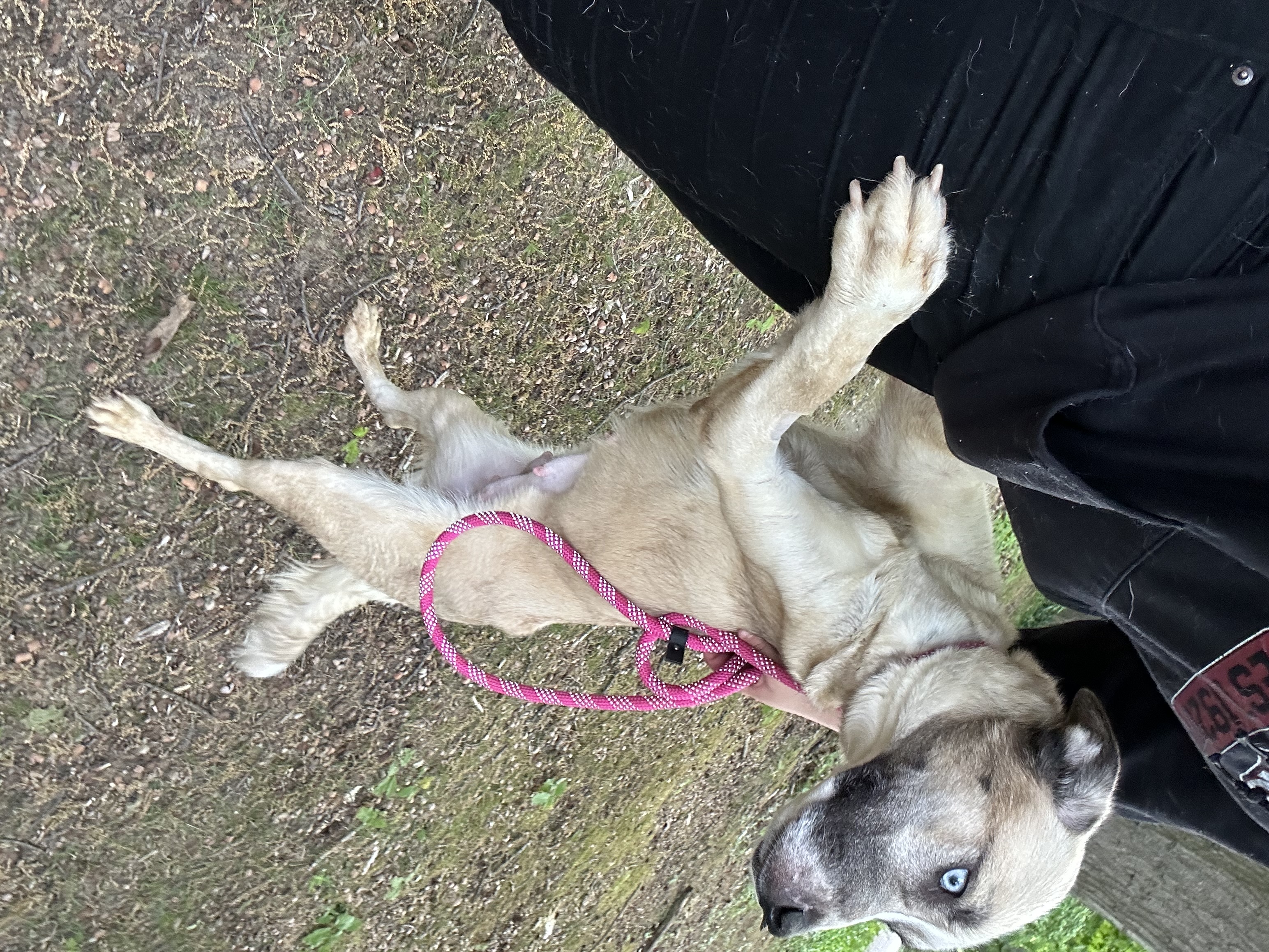 Stella, a Adoptable mixed breed in fennville, MI image 2/4