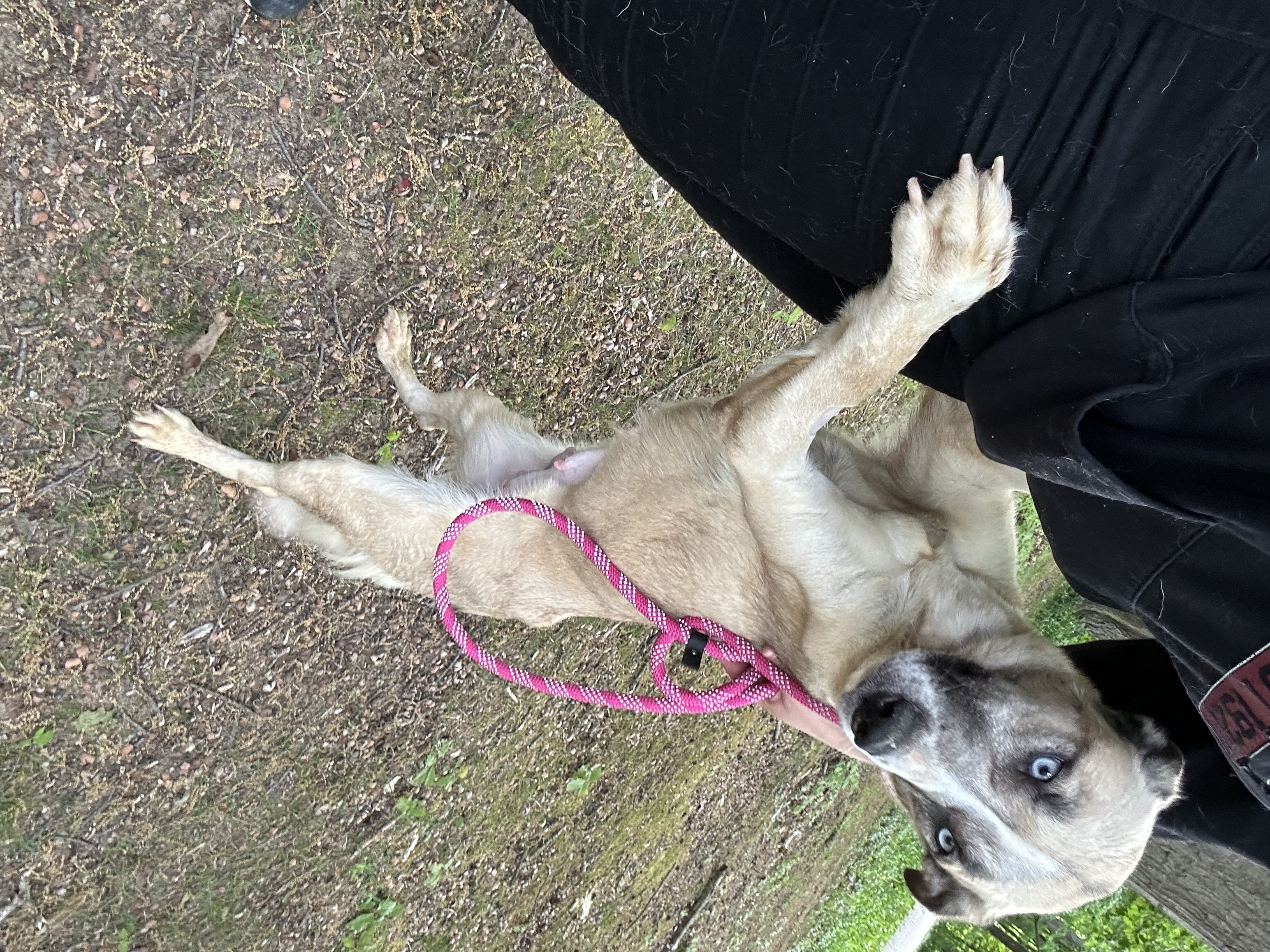 Stella, a Adoptable mixed breed in fennville, MI image 3/4