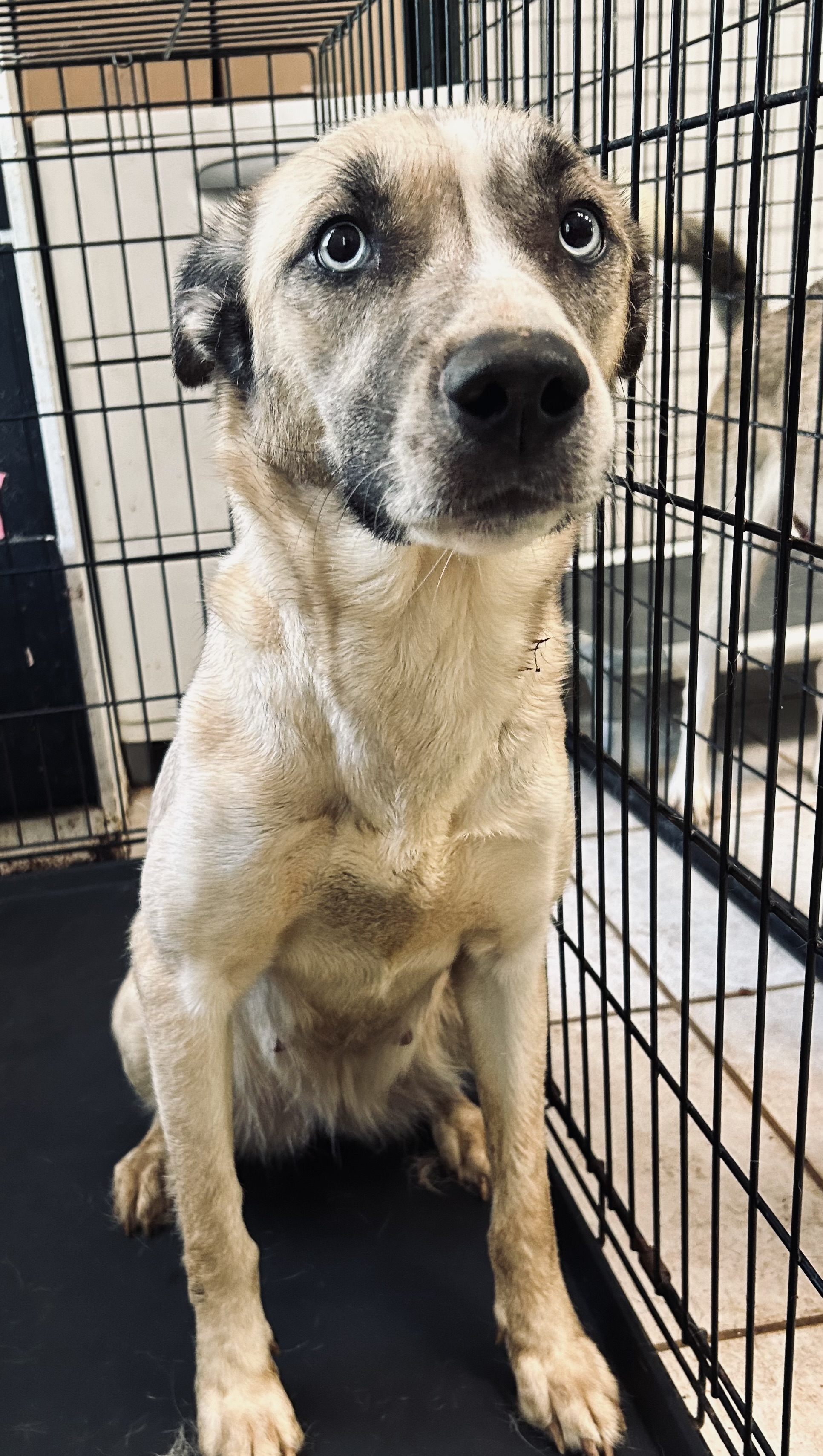 Stella, a Adoptable mixed breed in fennville, MI image 4/4