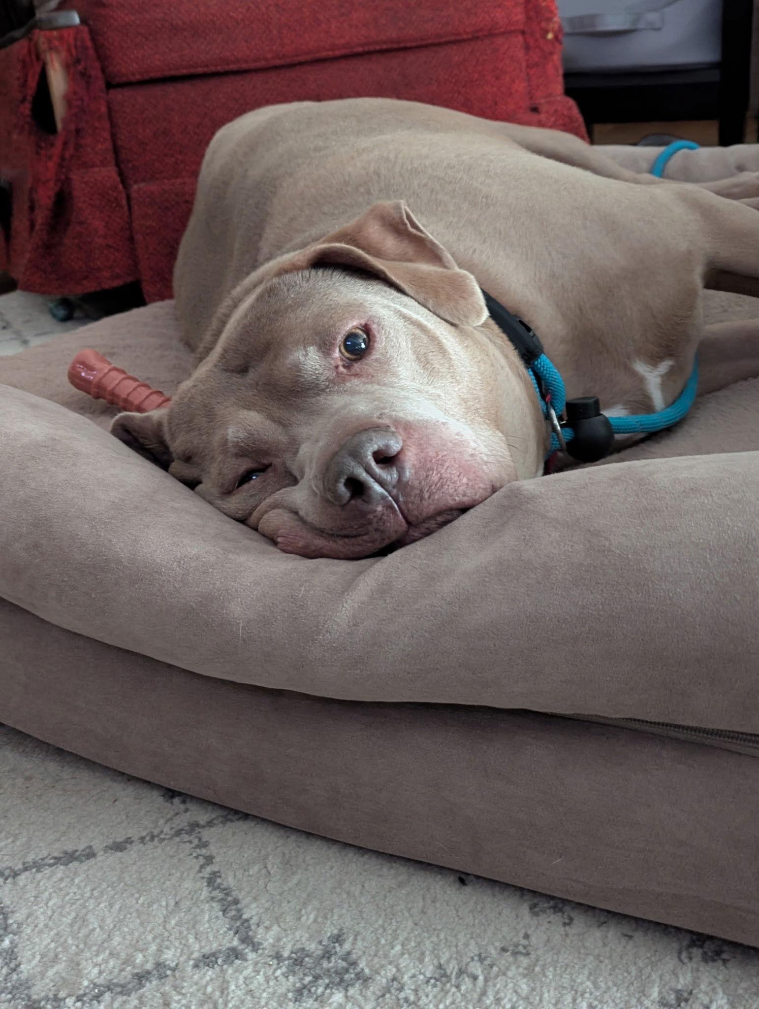 Fat Rocky Balboa Rds thumbnail 3