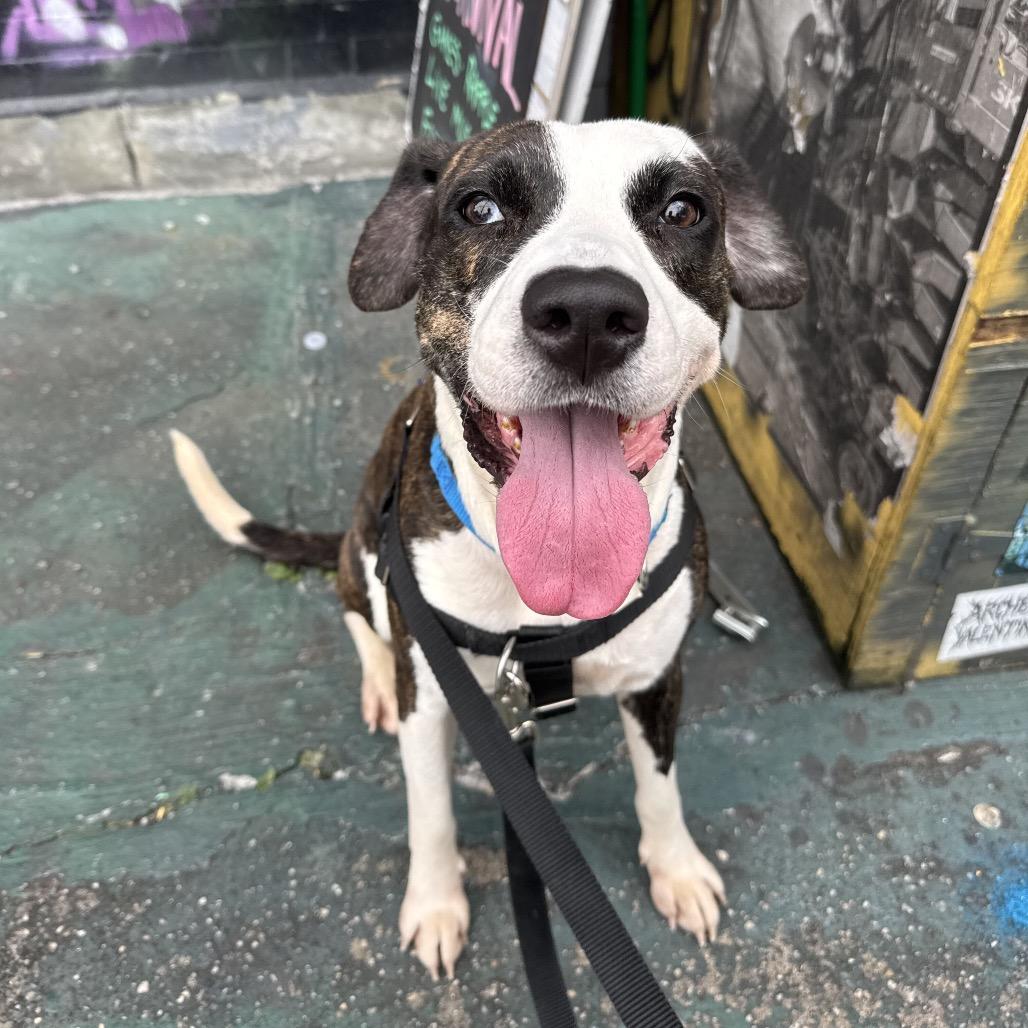 Rosie Posie, Adoptable, Adult Female Hound & Mixed Breed.