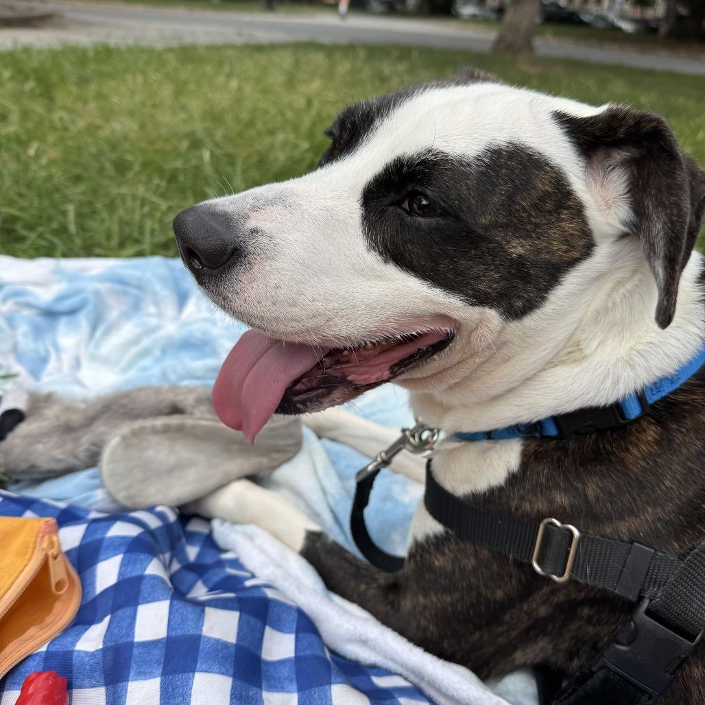 Enlarge Rosie Posie, a Adoptable mixed breed in Jersey City, NJ image 2/3