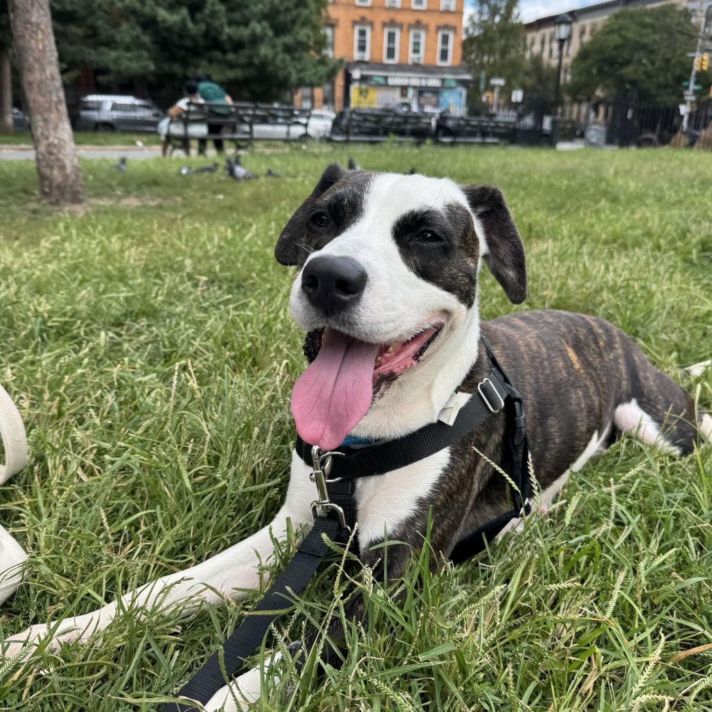 Enlarge Rosie Posie, a Adoptable mixed breed in Jersey City, NJ image 3/3
