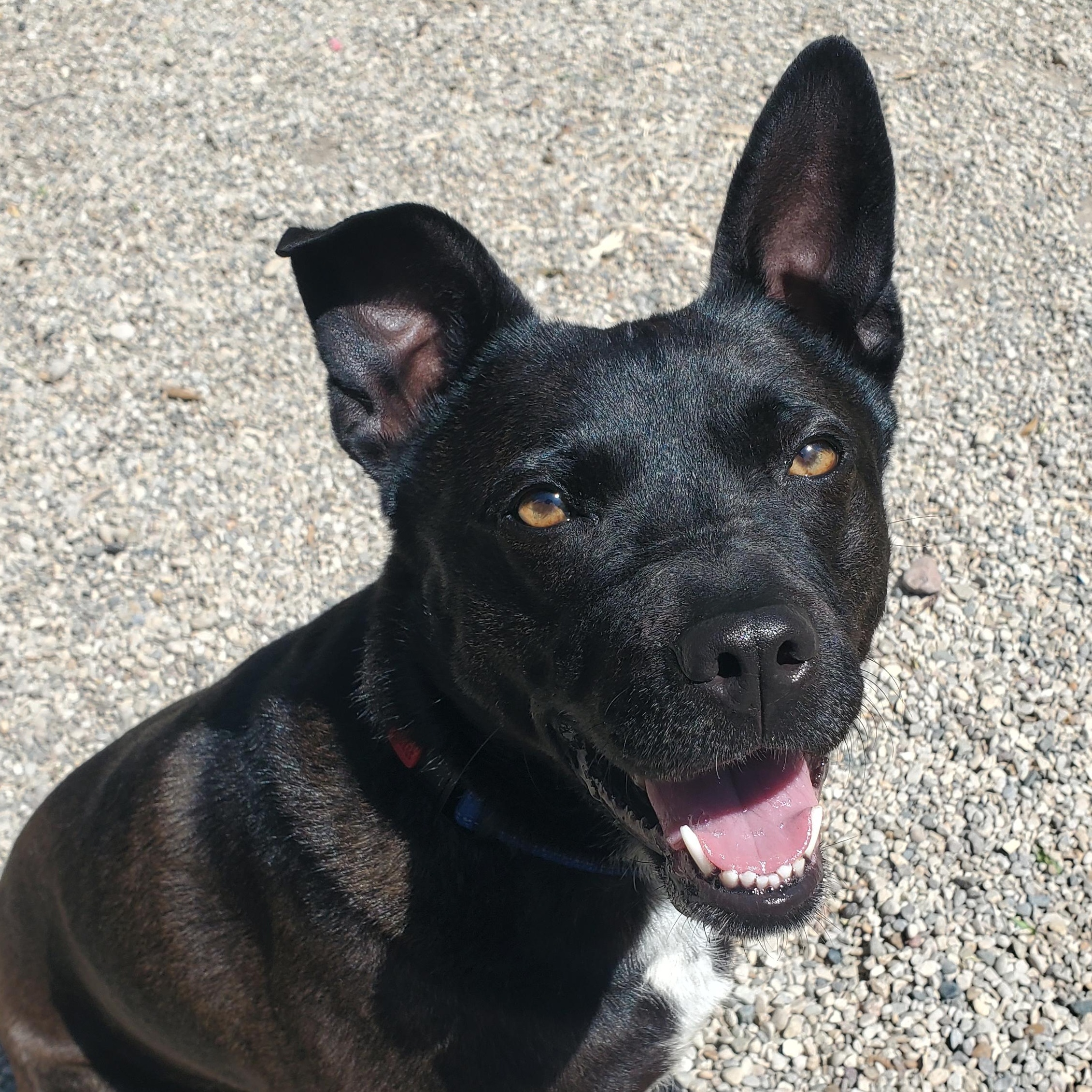 Enlarge Raven, a ADOPTABLE mixed breed in Marseilles, IL image 1/1