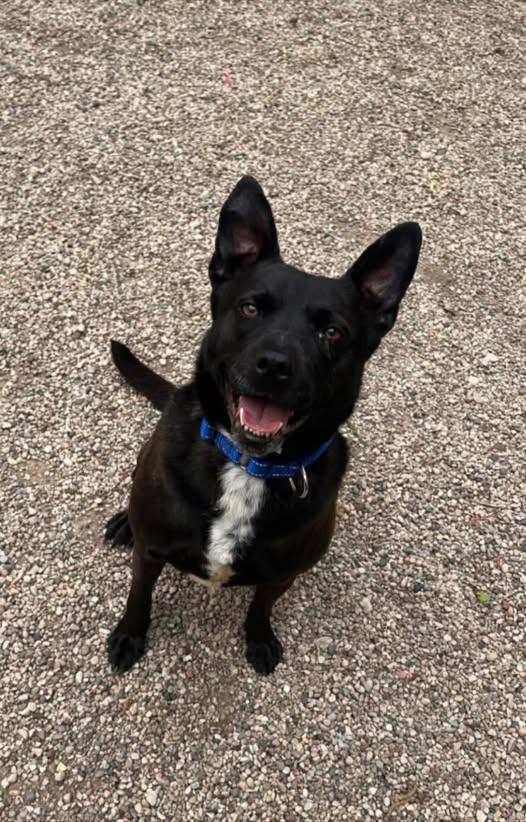 Raven, ADOPTABLE, Adult Female Labrador Retriever & Pit Bull Terrier.
