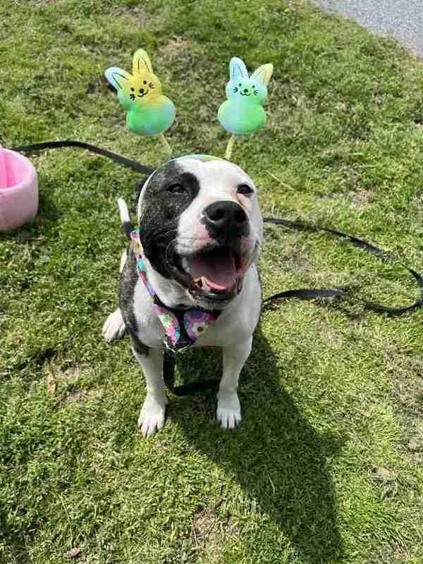 Enlarge Bandit, a Adoptable mixed breed in Salisbury, MD image 1/6