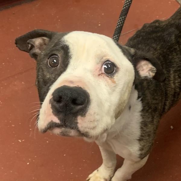 Enlarge Bandit, a Adoptable mixed breed in Salisbury, MD image 3/6