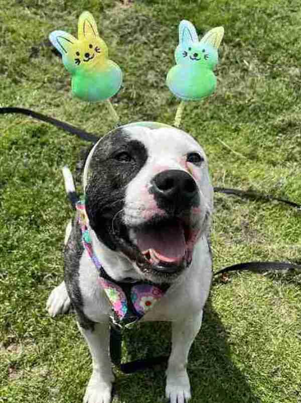 Enlarge Bandit, a Adoptable mixed breed in Salisbury, MD image 4/6