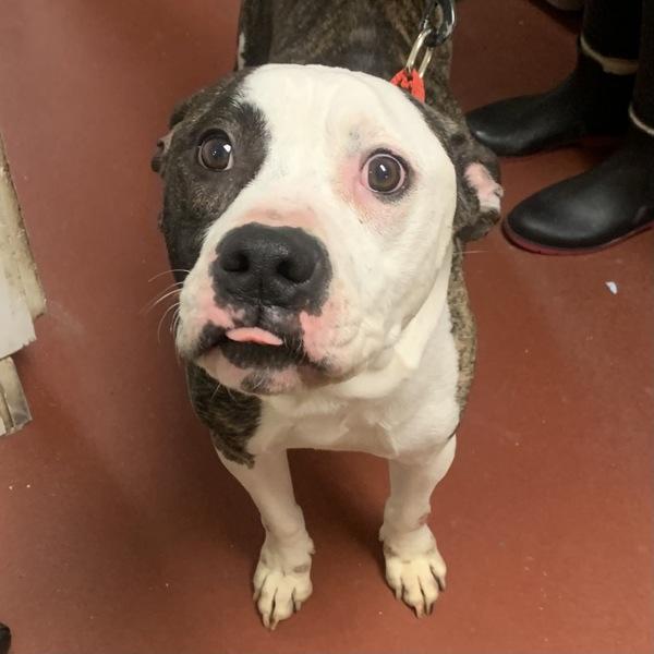 Enlarge Bandit, a Adoptable mixed breed in Salisbury, MD image 5/6