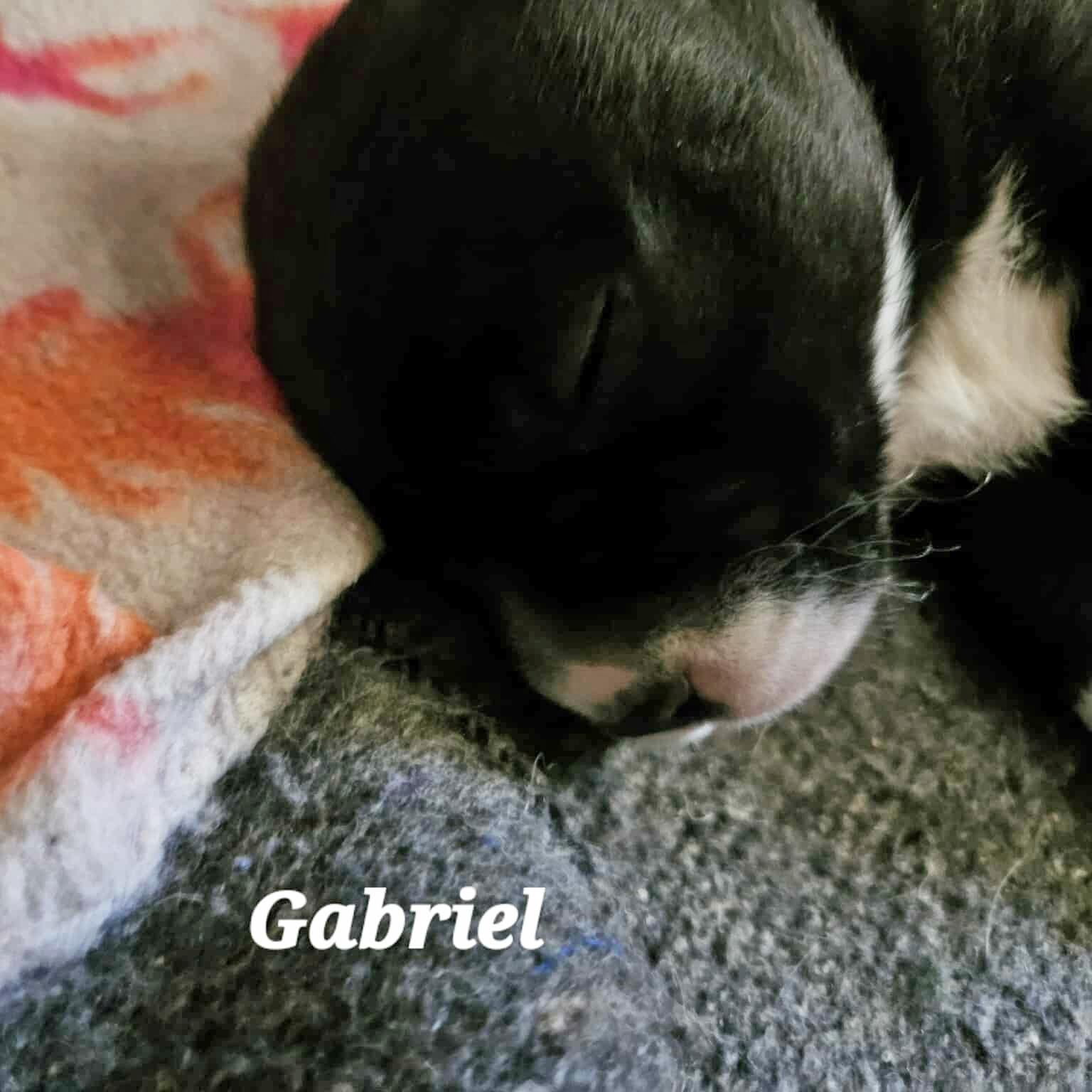 Gabriel