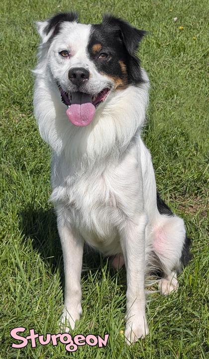 Sturgeon (surgery 9/14), Adoptable, Adult Male Australian Shepherd & Mixed Breed.
