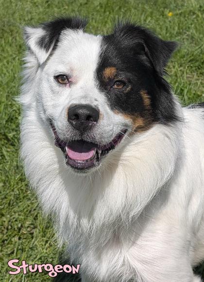 Enlarge Sturgeon (surgery 9/14), a Adoptable mixed breed in Mason, MI image 2/3