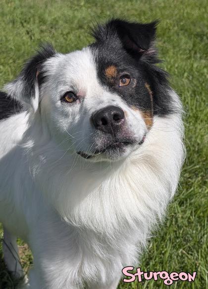 Enlarge Sturgeon (surgery 9/14), a Adoptable mixed breed in Mason, MI image 3/3