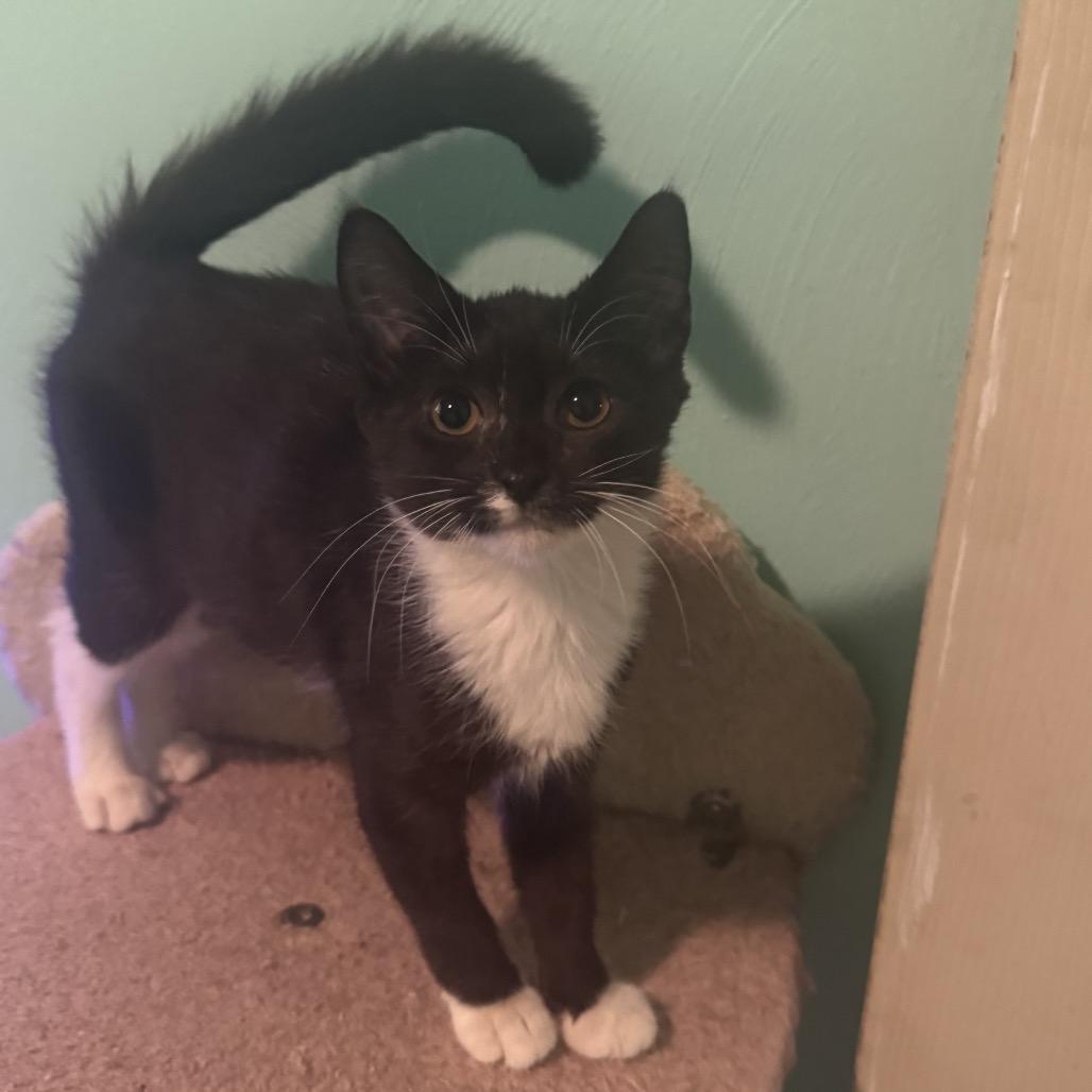 Lady Bug, Adoptable, Kitten Female Domestic Short Hair.