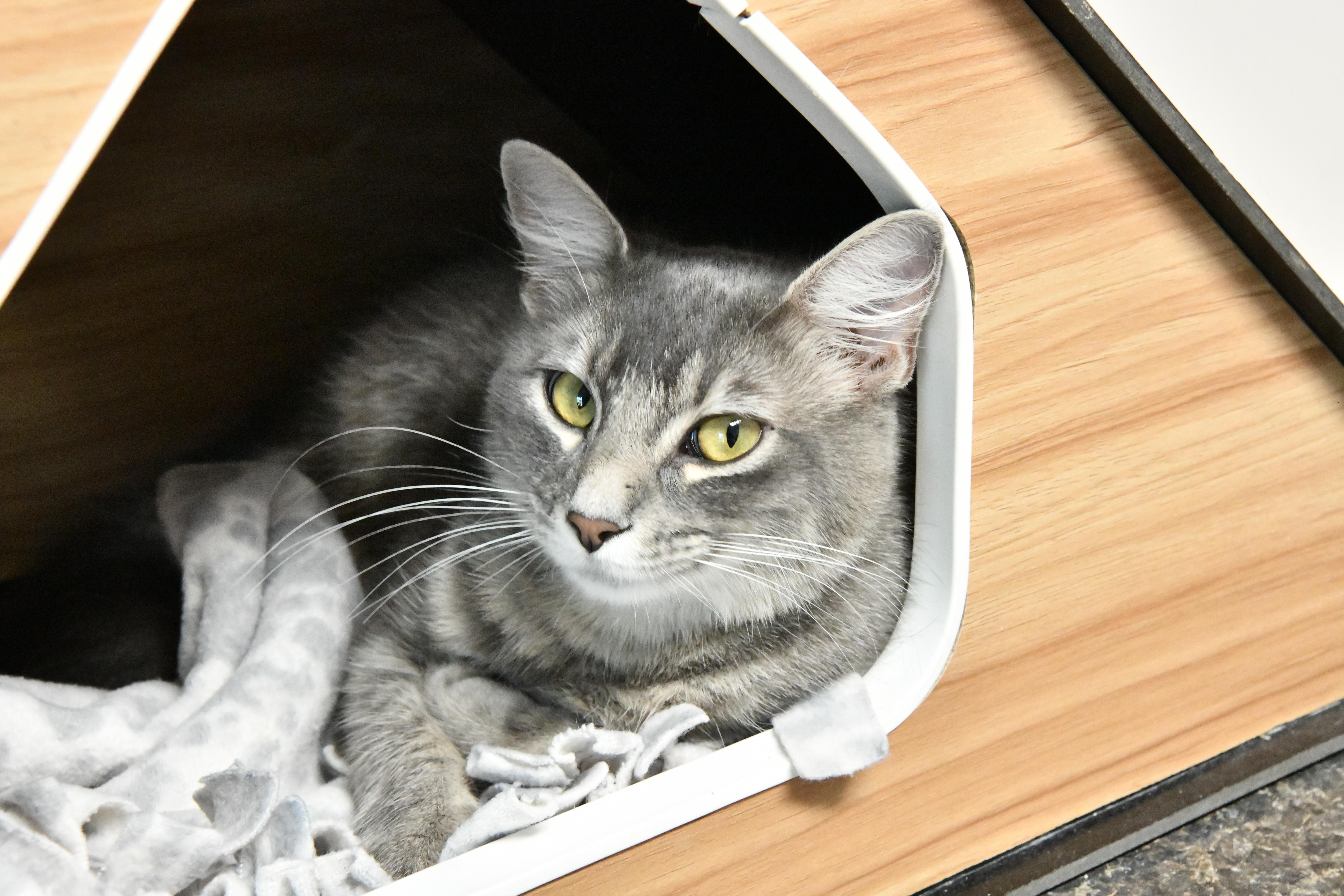 Macaroon, ADOPTABLE, Young Female Domestic Medium Hair.