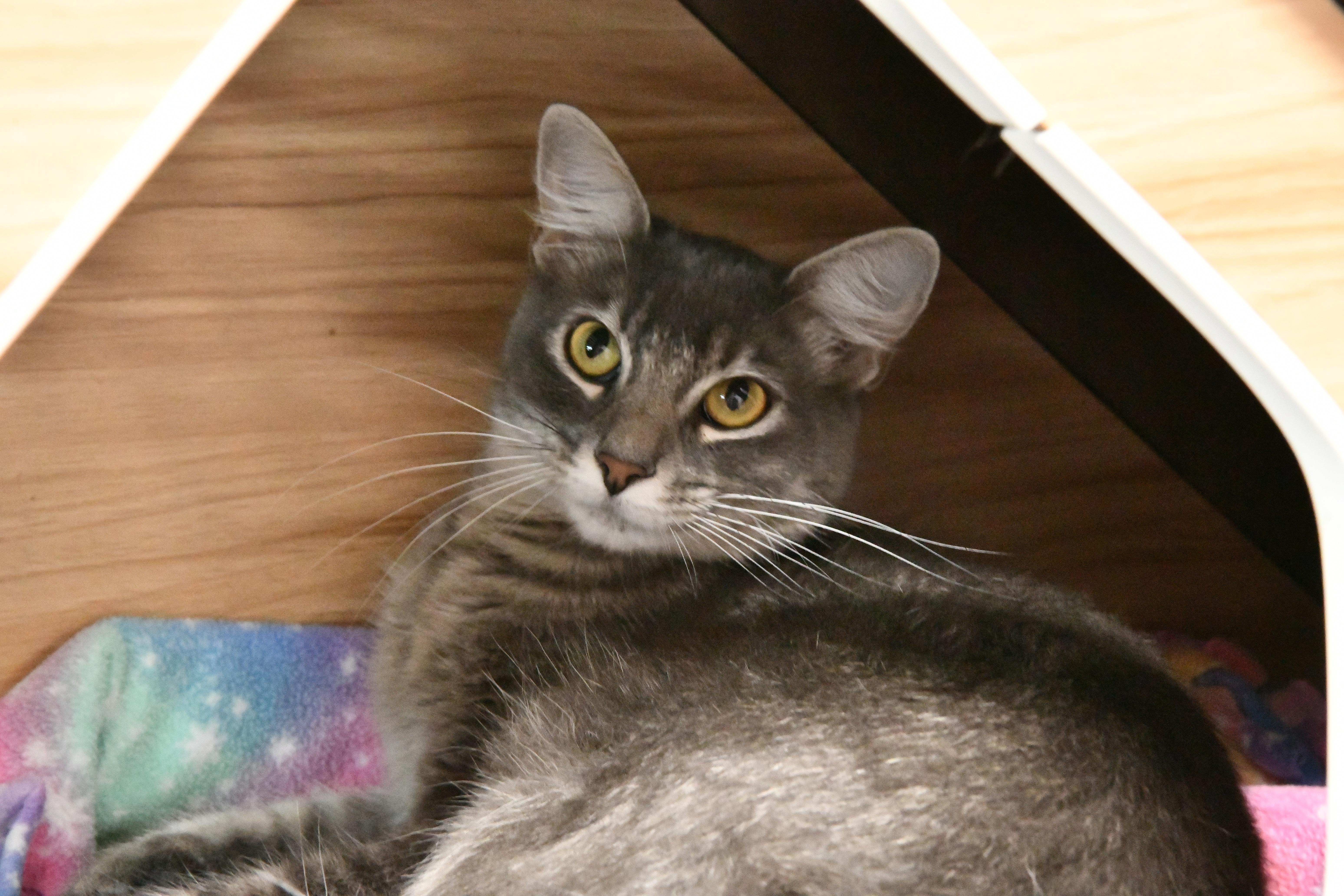 Enlarge Macaroon, a ADOPTABLE Domestic Medium Hair in Fairhope, AL image 2/2