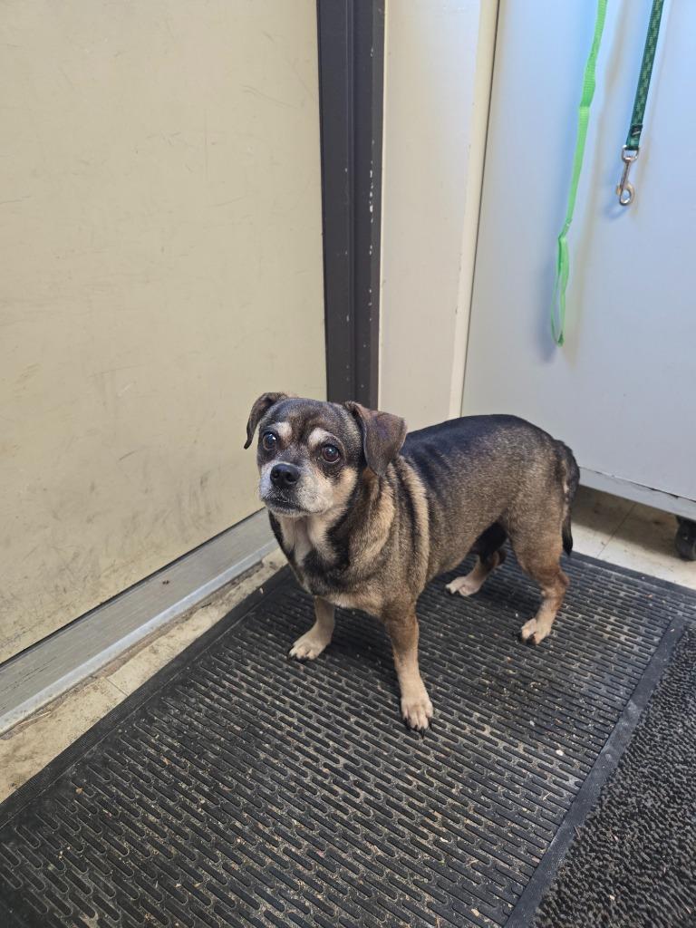 Enlarge Sassy, a Adoptable mixed breed in Mount Gilead, NC image 1/6