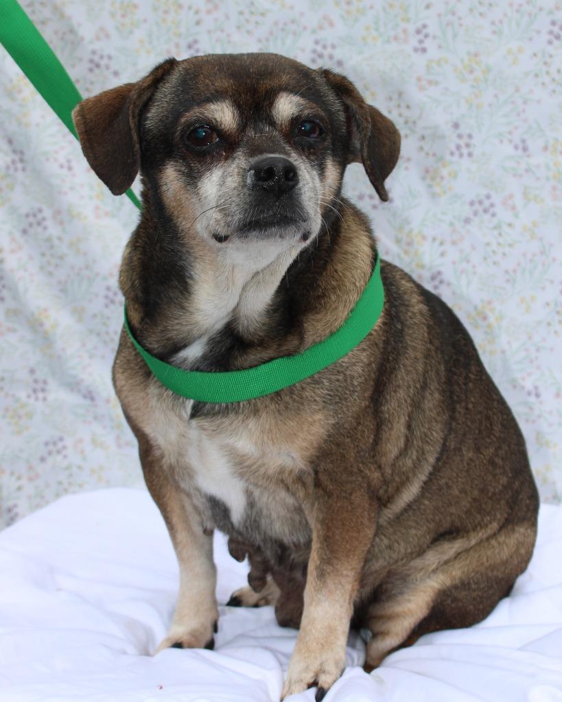 Enlarge Sassy, a Adoptable mixed breed in Mount Gilead, NC image 2/6