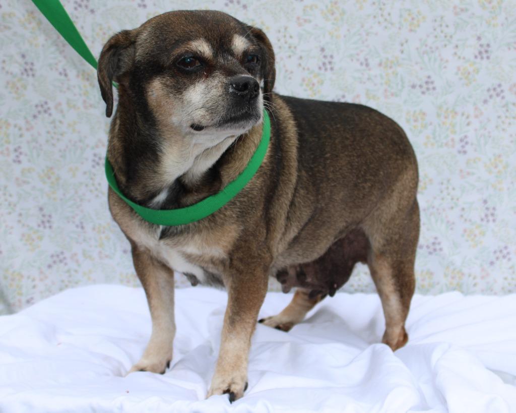 Enlarge Sassy, a Adoptable mixed breed in Mount Gilead, NC image 3/6