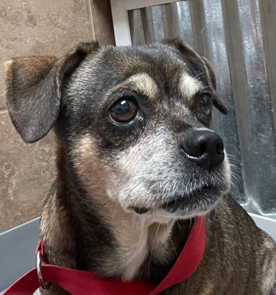 Enlarge Sassy, a Adoptable mixed breed in Mount Gilead, NC image 4/6