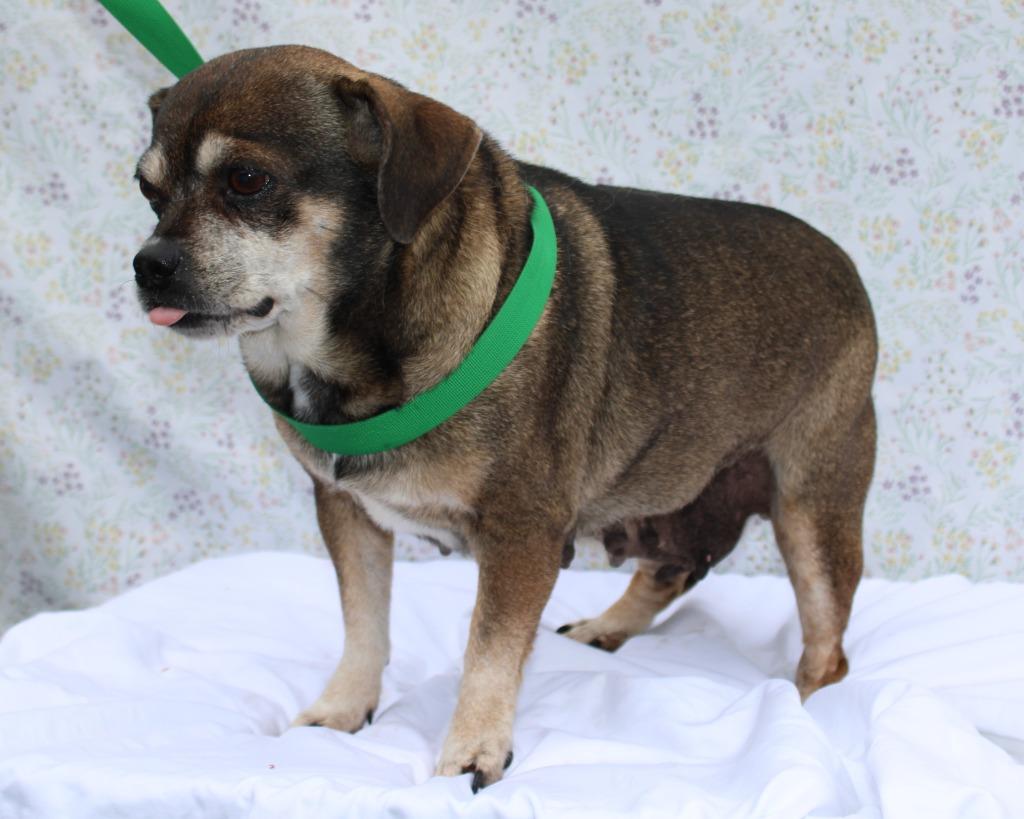 Enlarge Sassy, a Adoptable mixed breed in Mount Gilead, NC image 5/6