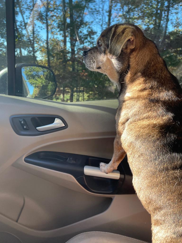 Enlarge Sassy, a Adoptable mixed breed in Mount Gilead, NC image 6/6