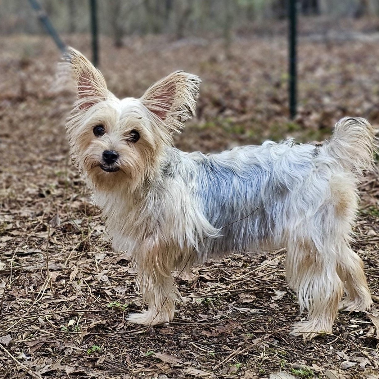 Clover, ADOPTABLE, Adult Female Yorkshire Terrier.