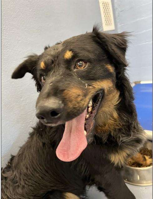 FRANKY, Adoptable, Young Male Australian Cattle Dog / Blue Heeler.