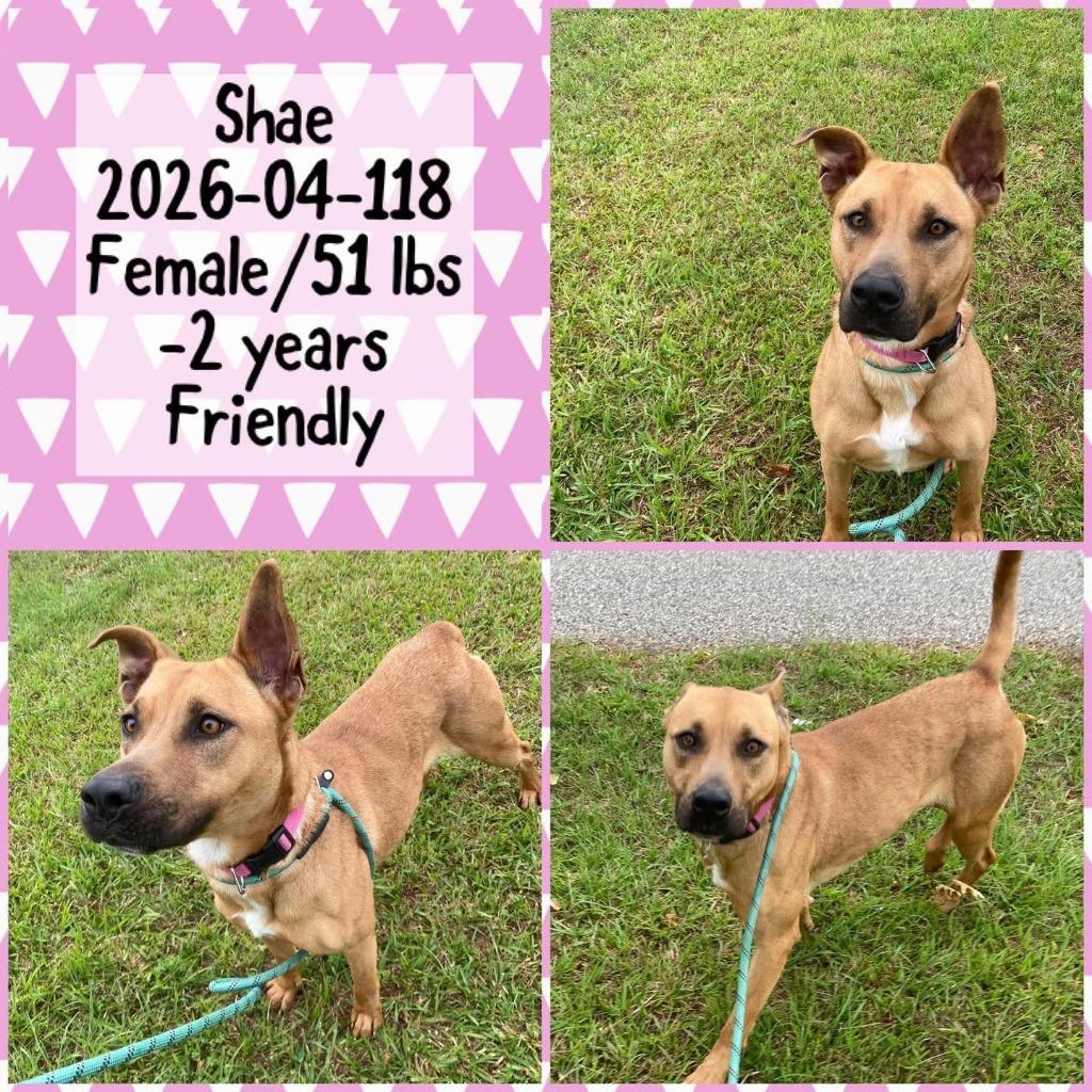 2026-04-118 *Shae*, Adoptable, Young Female Shepherd.