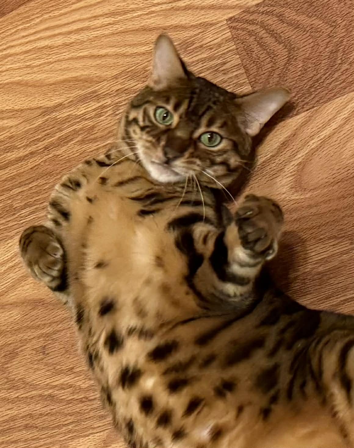 Brownie (bonded to Skye-must go together), adopted, Adult Female Bengal.