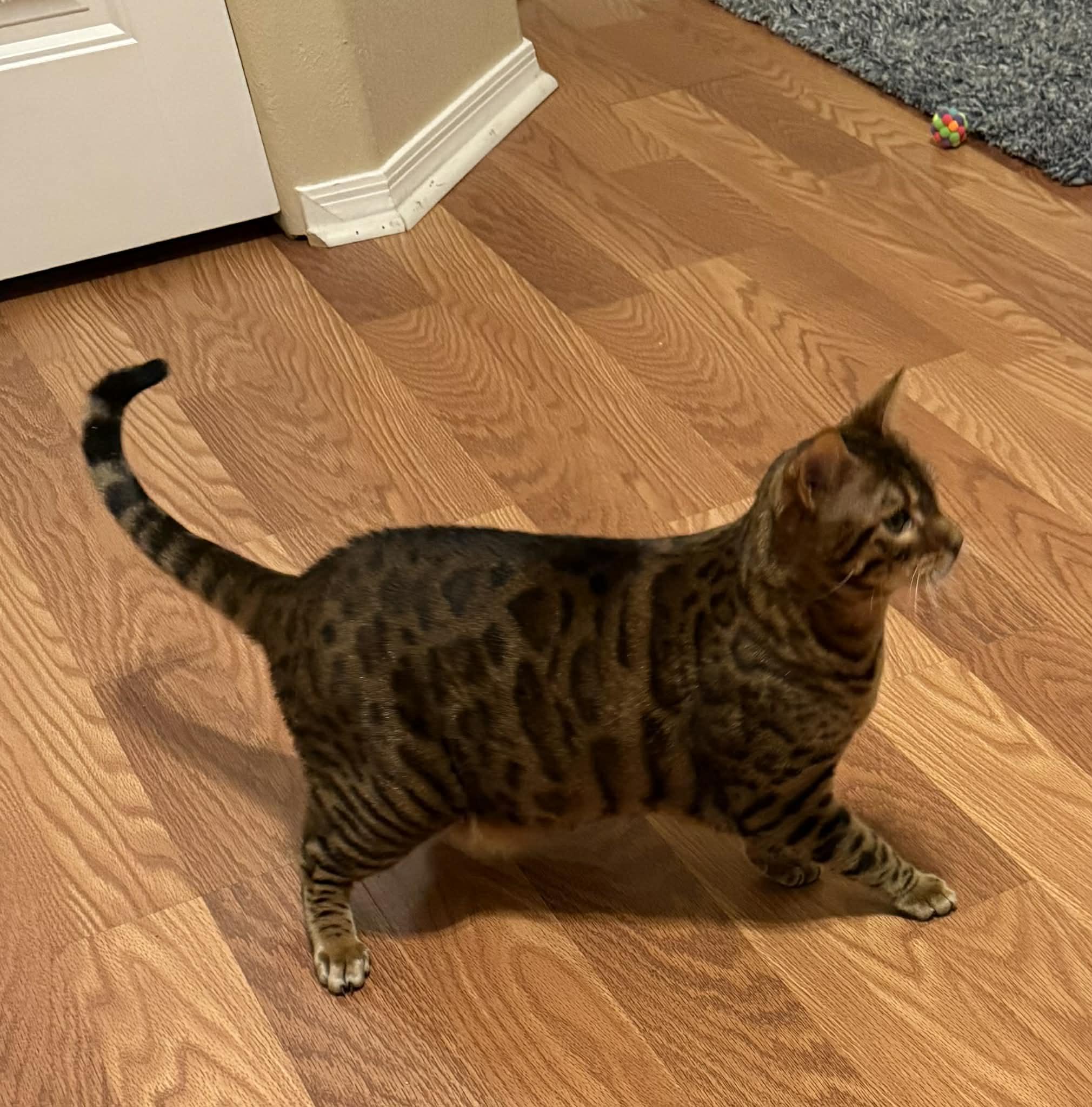 Brownie (bonded to Skye-must go together), an adopted Bengal in Sierra Vista, AZ image 4/6