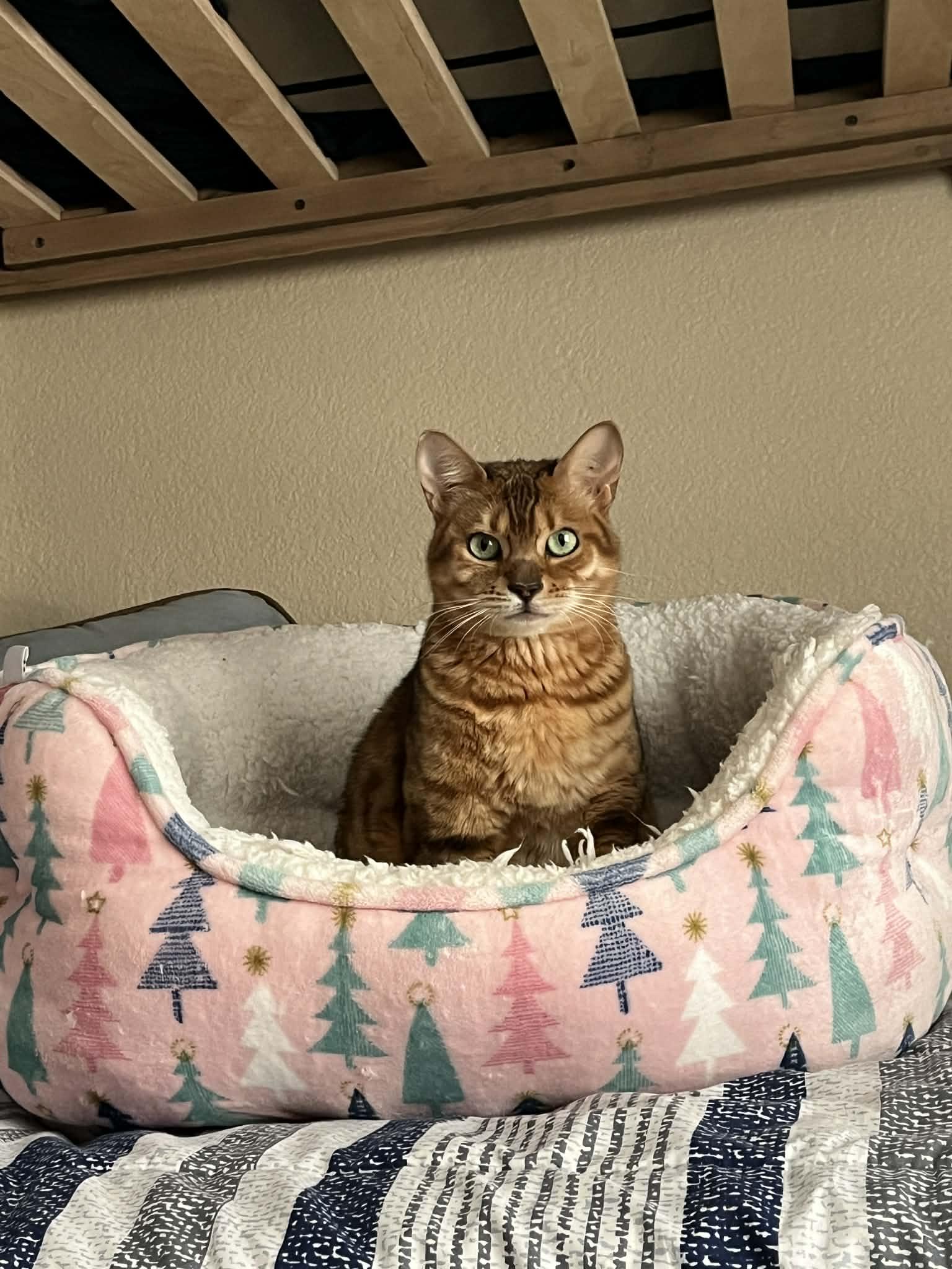 Brownie (bonded to Skye-must go together), an adopted Bengal in Sierra Vista, AZ image 3/6