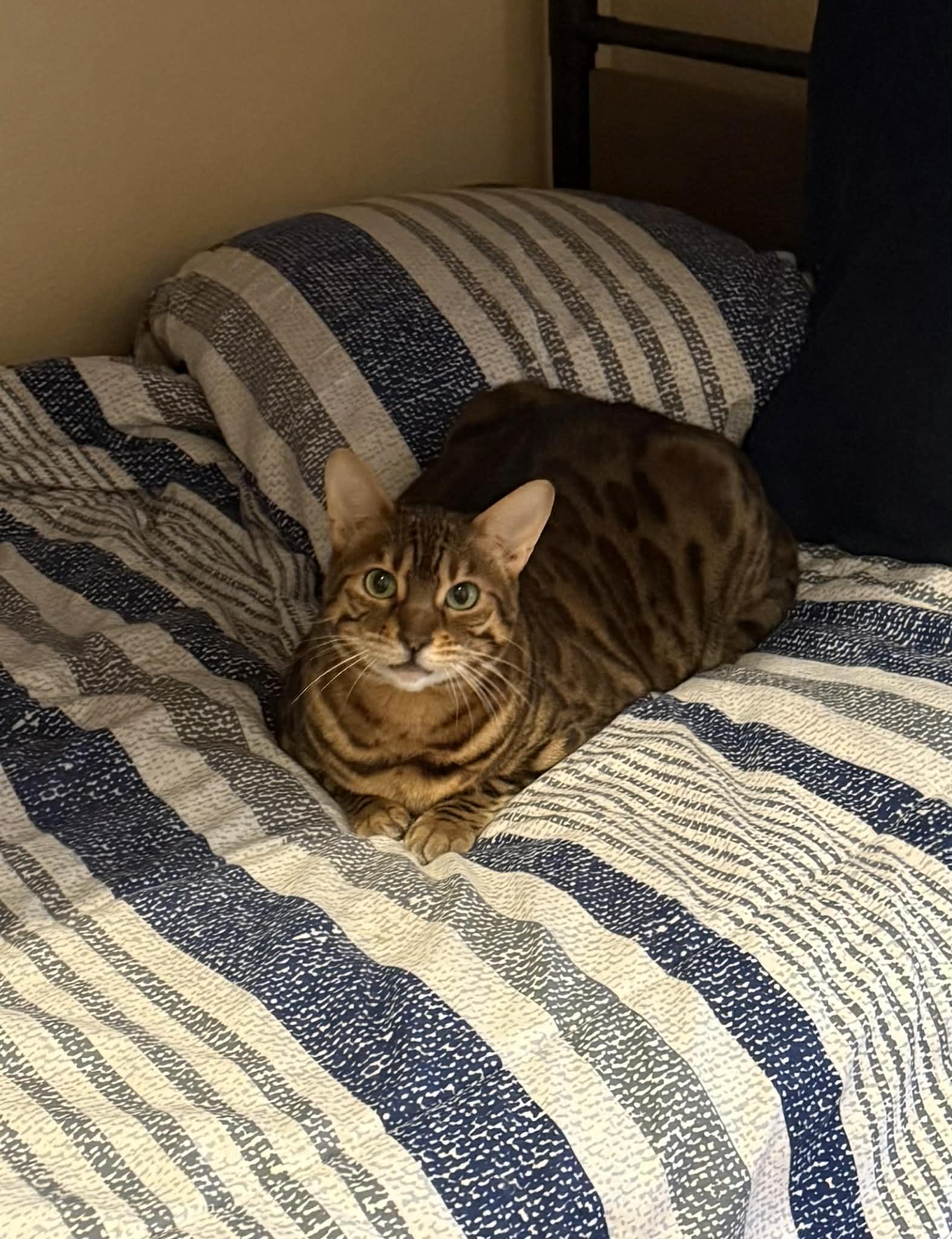 Brownie (bonded to Skye-must go together), an adopted Bengal in Sierra Vista, AZ image 6/6