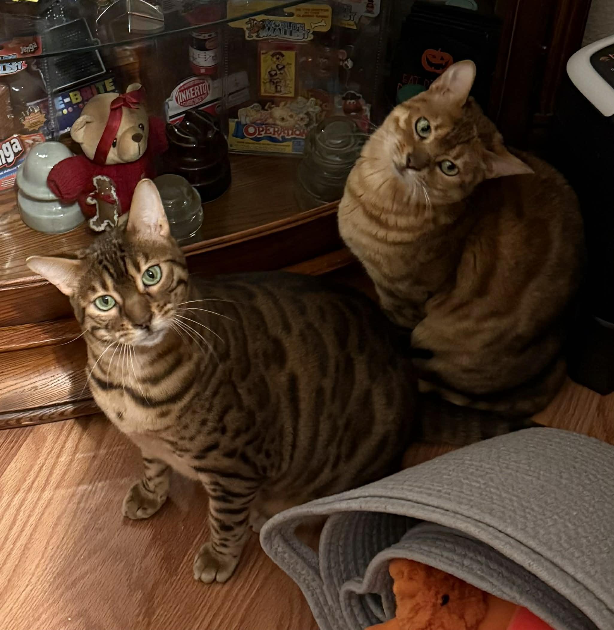 Brownie (bonded to Skye-must go together), an adopted Bengal in Sierra Vista, AZ image 2/6