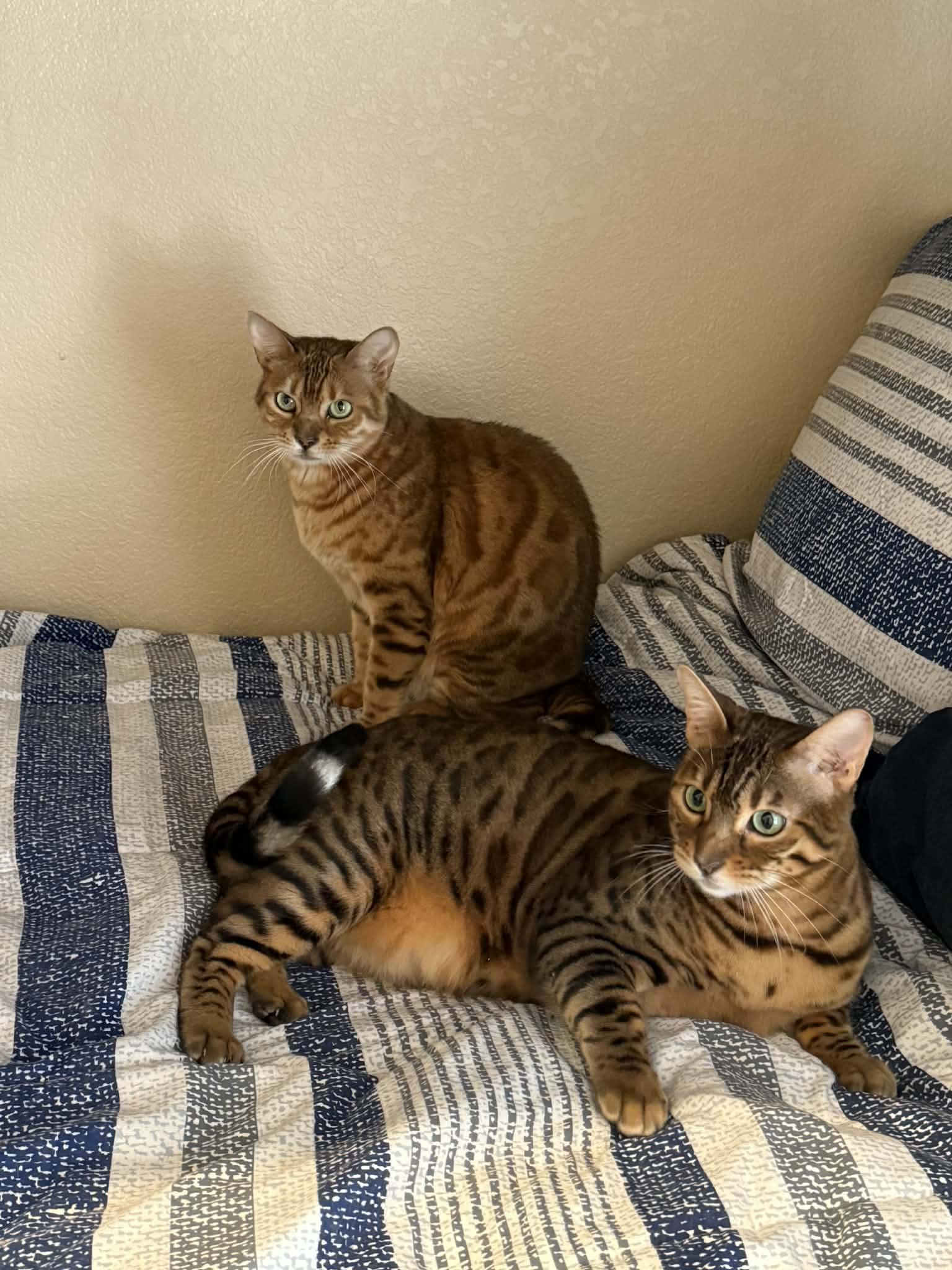 Brownie (bonded to Skye-must go together), an adopted Bengal in Sierra Vista, AZ image 5/6