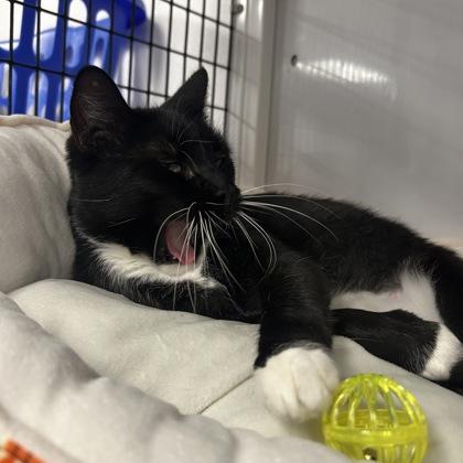 Enlarge Spiraea, a Adoptable Domestic Short Hair in Carrollton, TX image 1/3