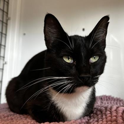 Enlarge Spiraea, a Adoptable Domestic Short Hair in Carrollton, TX image 3/3