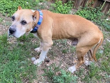 Presley, a ADOPTABLE Pit Bull Terrier in Dripping Springs, TX image 2/3