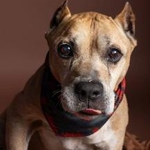 Presley, ADOPTABLE, Adult Male Pit Bull Terrier.