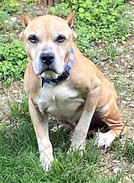 Presley, a ADOPTABLE Pit Bull Terrier in Dripping Springs, TX image 3/3