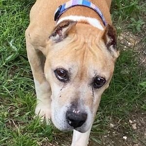 Presley, ADOPTABLE, Adult Male Pit Bull Terrier.