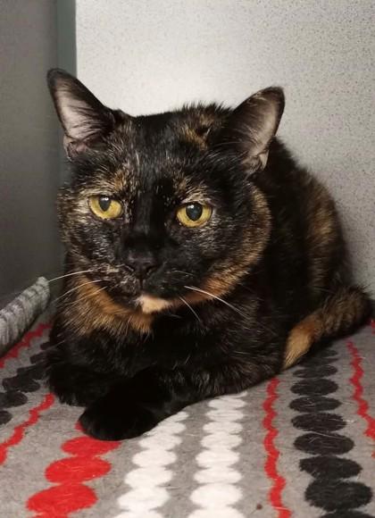 Enlarge Pepper, a Adoptable mixed breed in Waupaca, WI image 1/1