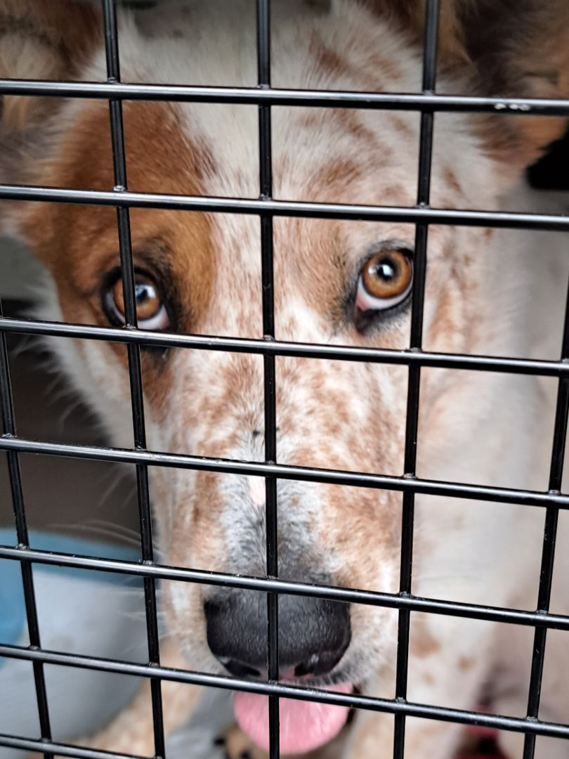 Dusty, Adopted, Adult Male Australian Cattle Dog / Blue Heeler & Australian Shepherd.