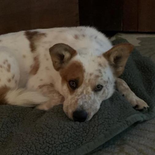 Enlarge Dusty, a Adopted mixed breed in Tucker, GA image 2/5