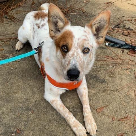 Enlarge Dusty, a Adopted mixed breed in Tucker, GA image 3/5