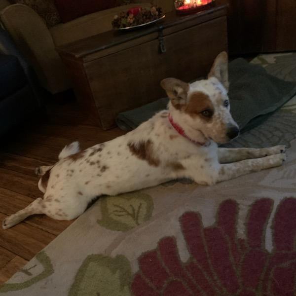 Enlarge Dusty, a Adopted mixed breed in Tucker, GA image 4/5