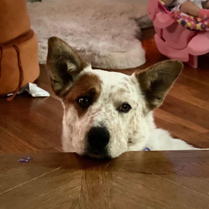 Enlarge Dusty, a Adopted mixed breed in Tucker, GA image 5/5